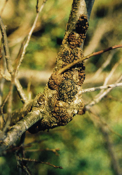 Black knot